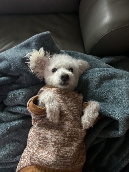 Entry image for Benji. Clicking this image will show a larger photo