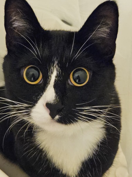 Entry image for Tatertot. Clicking this image will show a larger photo