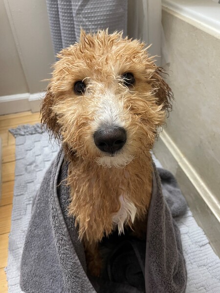 Entry image for Brody. Clicking this image will show a larger photo