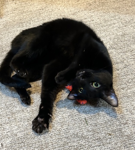 Entry image for Cleo. Clicking this image will show a larger photo
