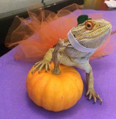 Entry image for Frumpkin. Clicking this image will show a larger photo