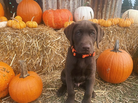 Entry image for Cooper. Clicking this image will show a larger photo