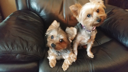 Mollie and Rosie