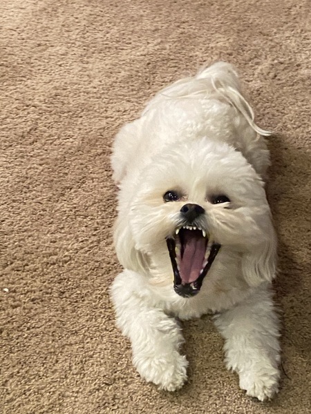 Toby