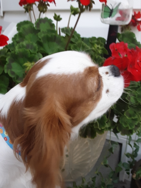 Poppy
