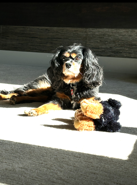 Auggie