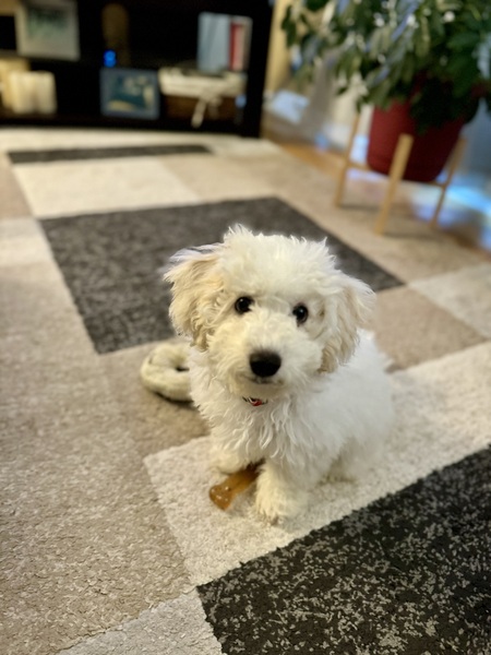 Enzo