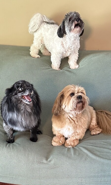 Teddy, Yogi, Kirby
