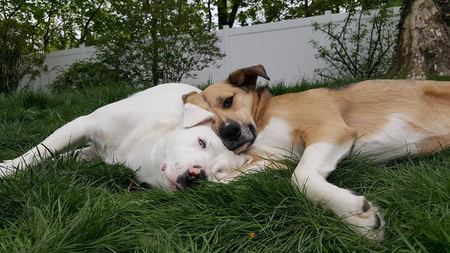 Lexi & Gator