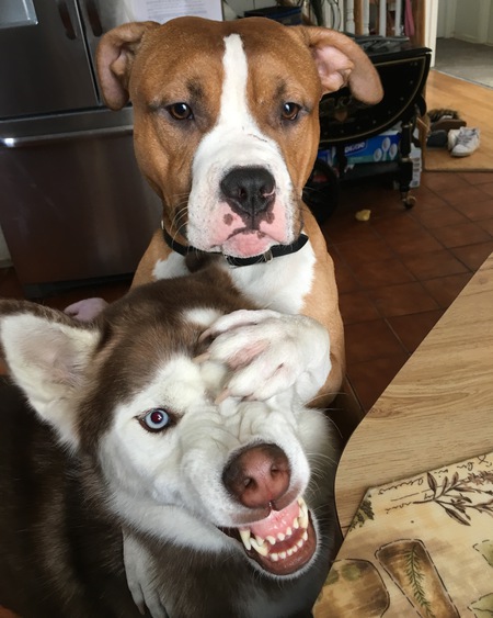 Tonka and dozer 