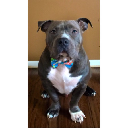 Apollo