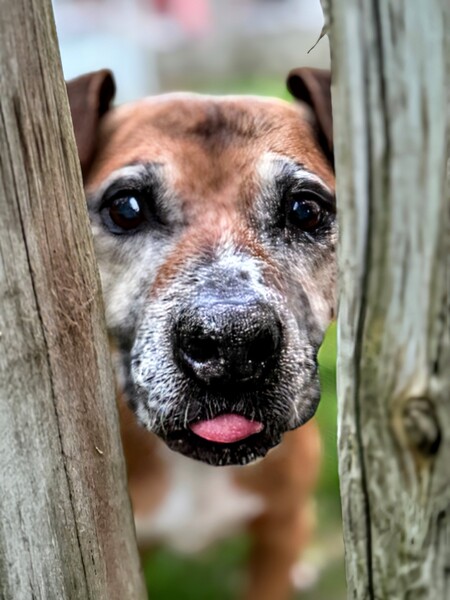 Gus
