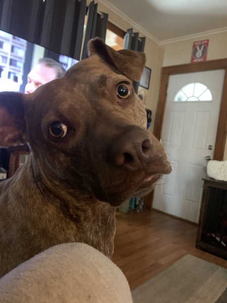Elvis
