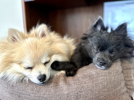 Duchess and Tinsley