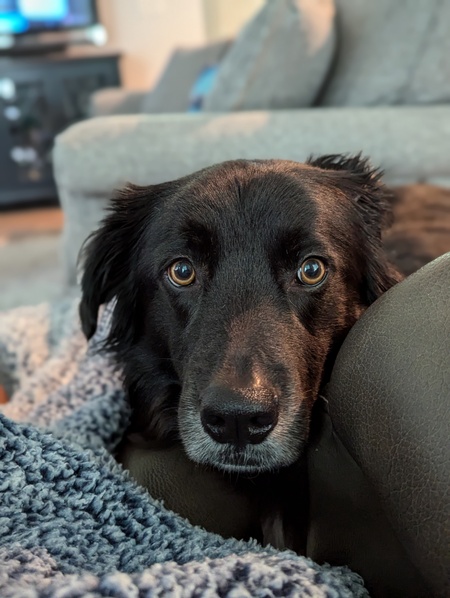 Sadie