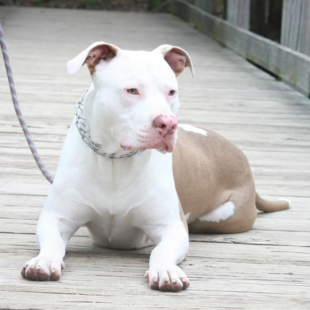 Phantom.The.Pit