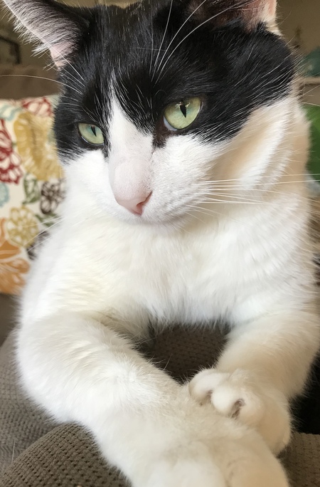 Zorro