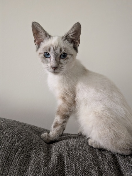 Frankie