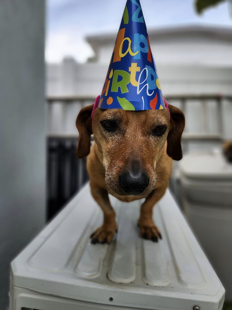 molester Vote for Chester the Molester | 2025 Photo Calendar Contest