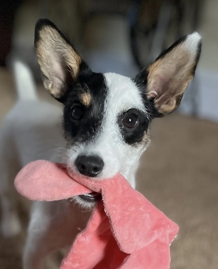 LuLu Belle