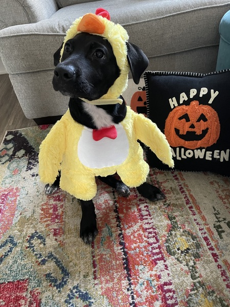 Cooper