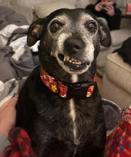 Shiloh (aka Shicky)