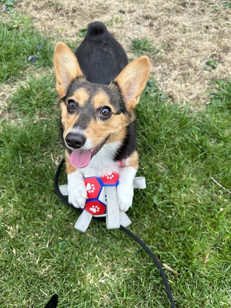 Scout (formerly Becky)