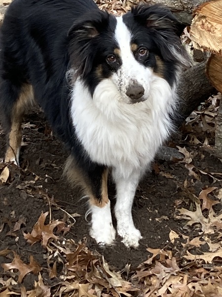 Marnie doing what she does best…digging!