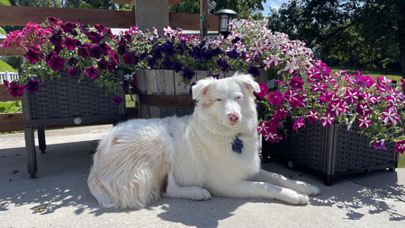 Kayah
