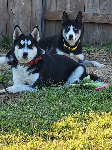 Bella and Shiloh 