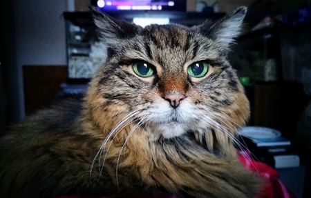 Phoebe
