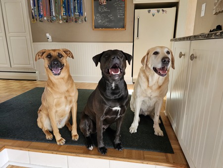 (L-R) Charlie Brown, Vinny, Jake
