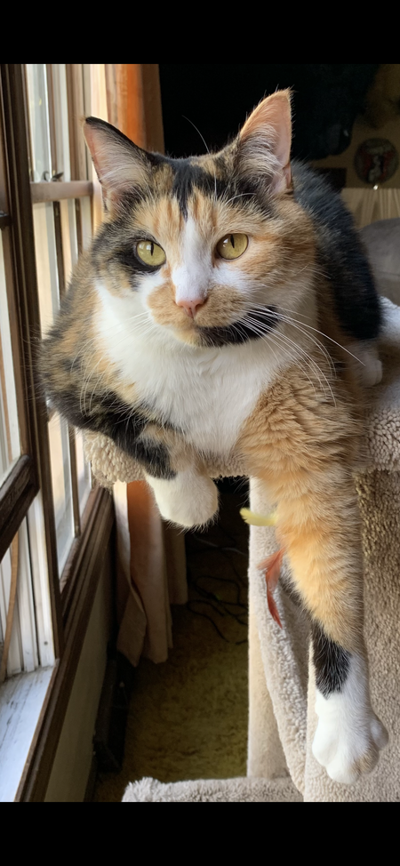Kitkat
