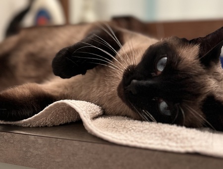 Suki