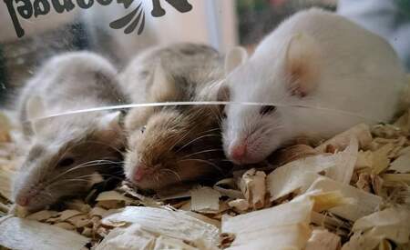 Steris, Venli, and Snow