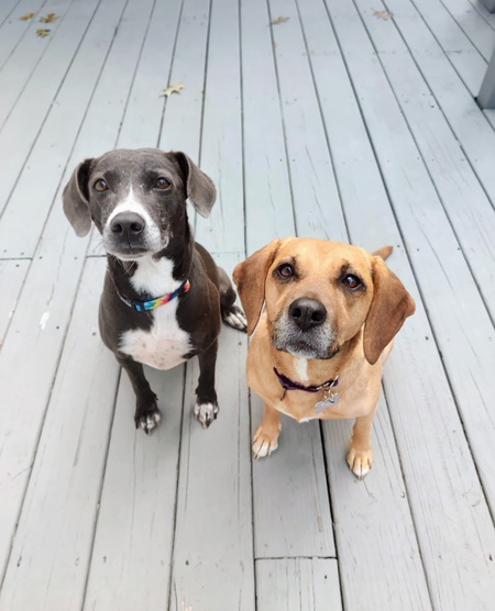 Rosie & Tillie
