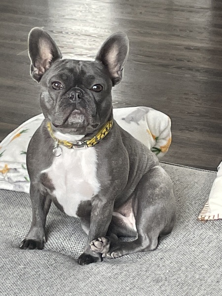 Daisy
