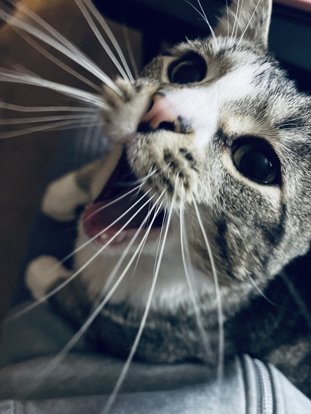 Mr. Whiskers