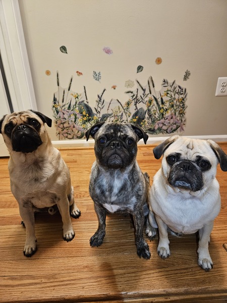 Boba, Boone, Mr. Pickles 