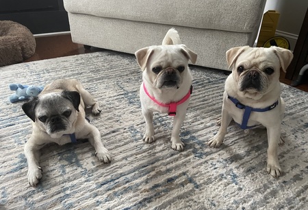 Oreo, Dodge & Penelope