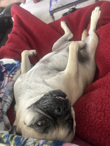 PoppyMae
