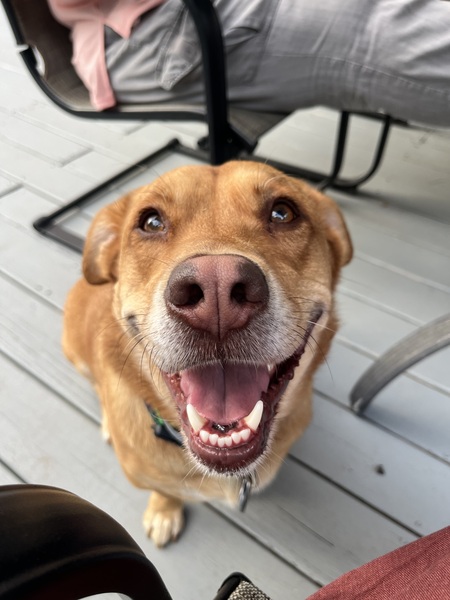 Buddy 