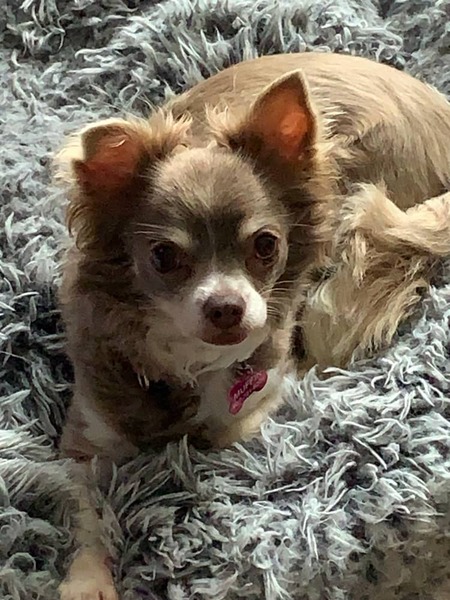 Muffin