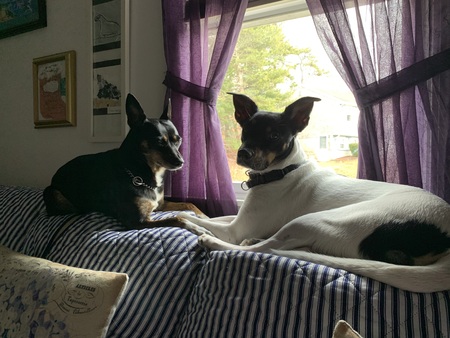Snoopy  and Jubilee