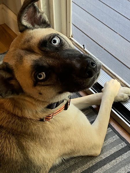 Sadie