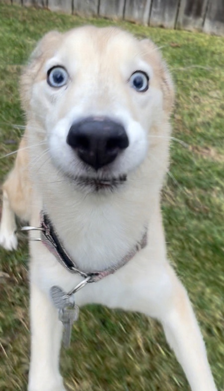 Coyotito, formerly Zeus