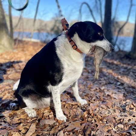 Ditto, formerly Pongo