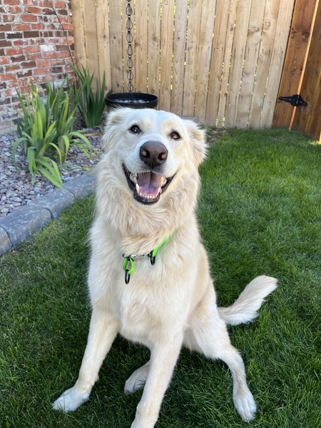 Obi