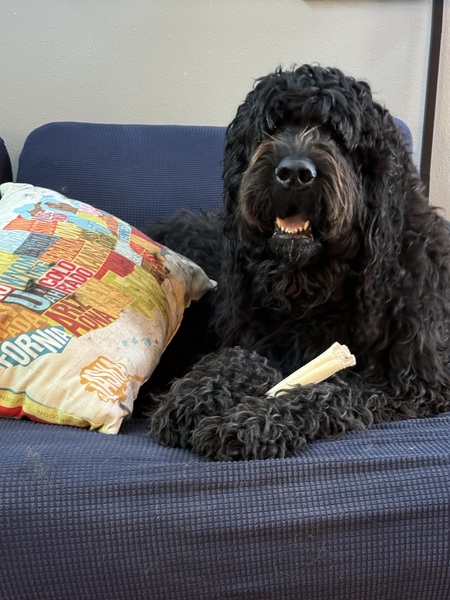 Charlie Bear