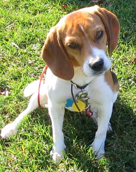 Dixie
